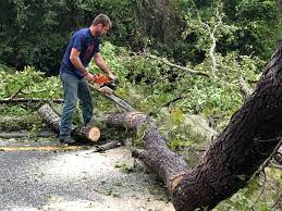 Professional  Tree Services in Wilmington, DE